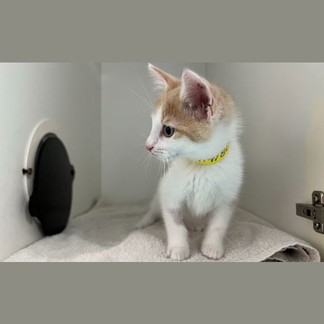 Photo of Babyccino