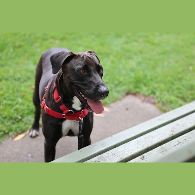 Photo of Nala