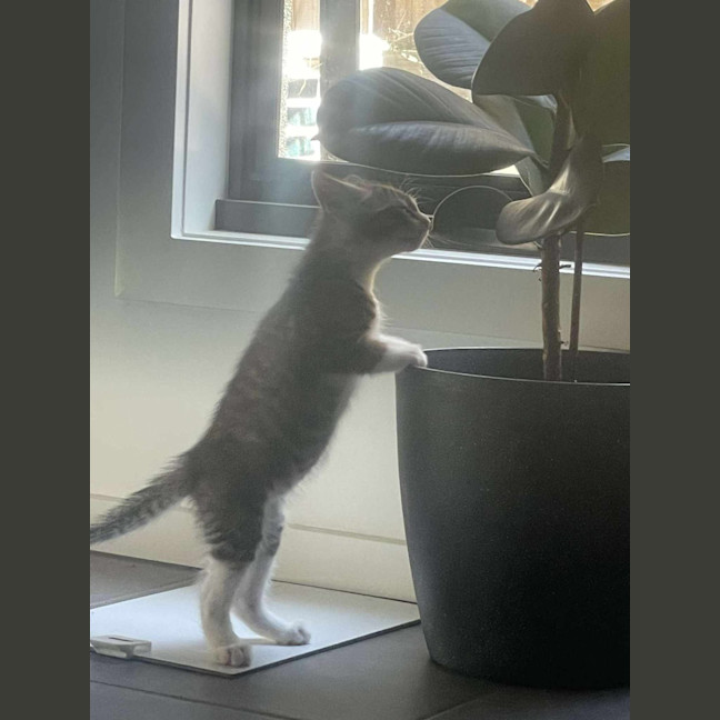 Photo of Pepper