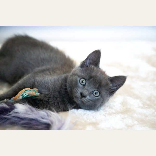 Photo of Minty