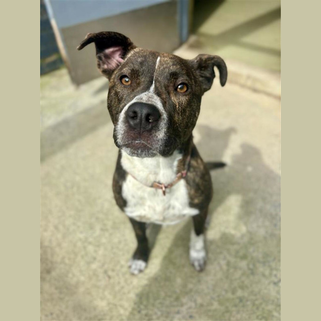 Photo of Luna