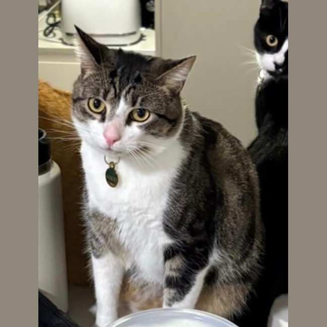 Photo of Mochi