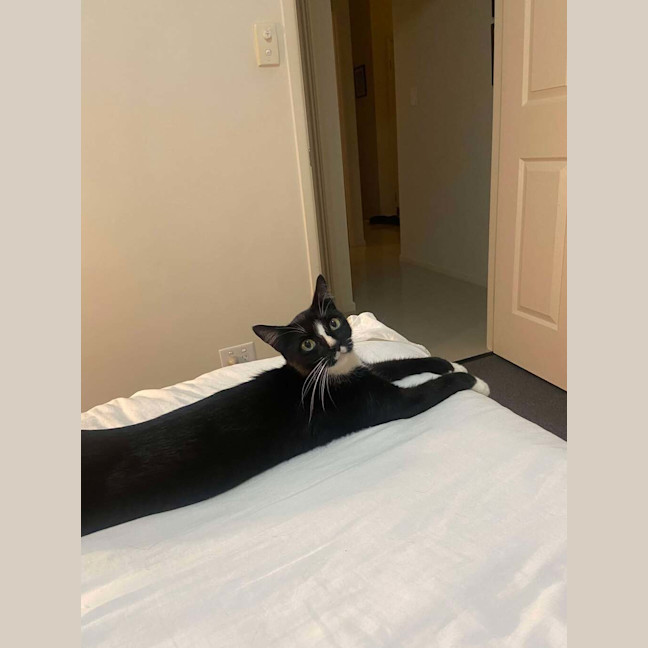Photo of Smokie