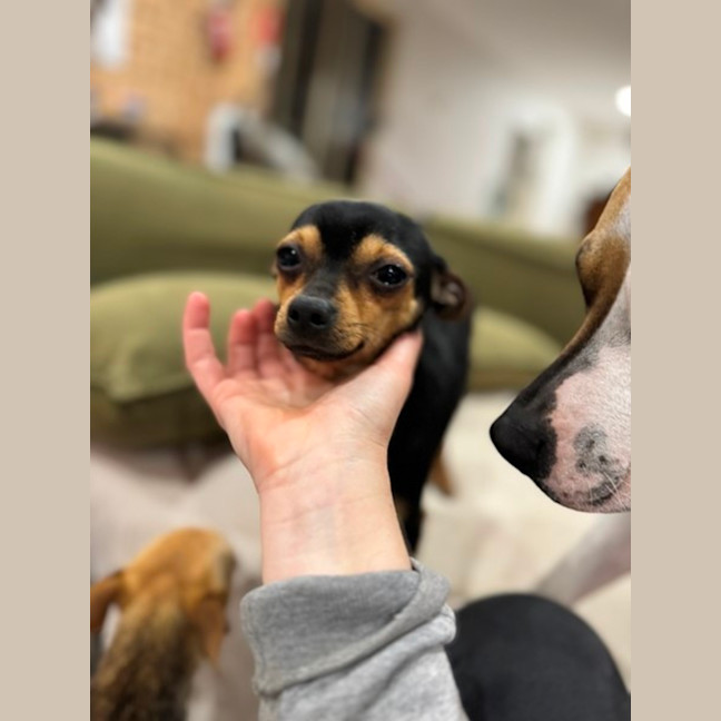 Photo of Danger Mouse 