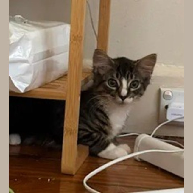 Photo of Calypso