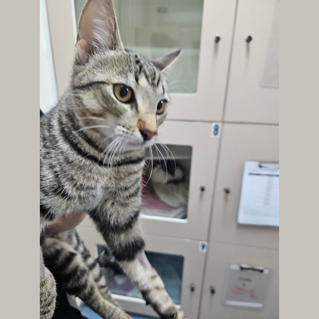 Photo of Clover 