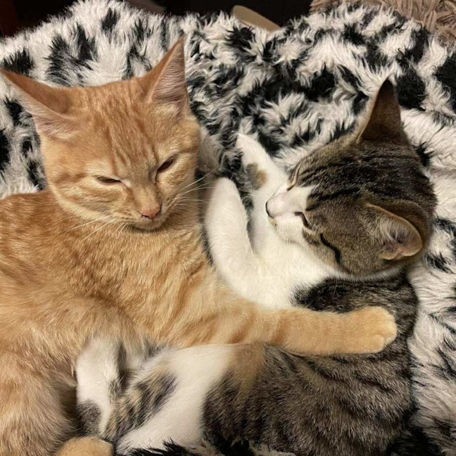 Photo of Ginger   Located In Reservoir