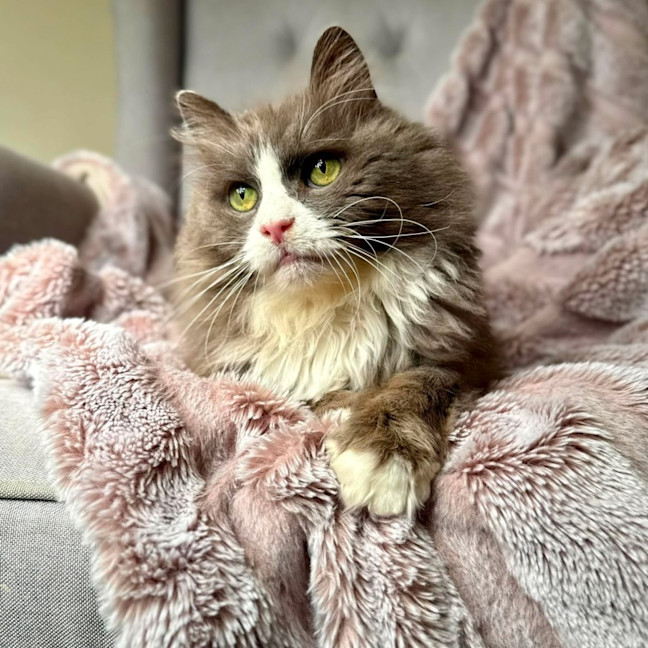 Photo of Jasper   In Foster Care In Templestowe