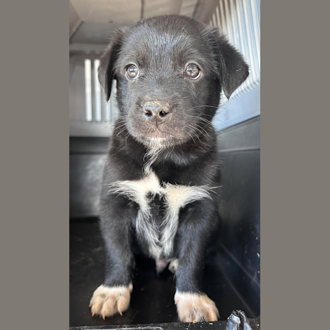 Photo of The Hawaiian Boys!