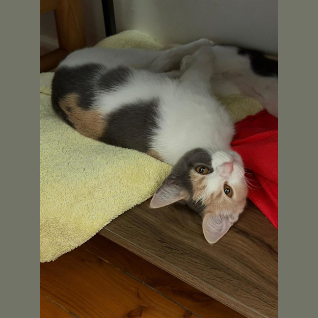 Photo of Daisy