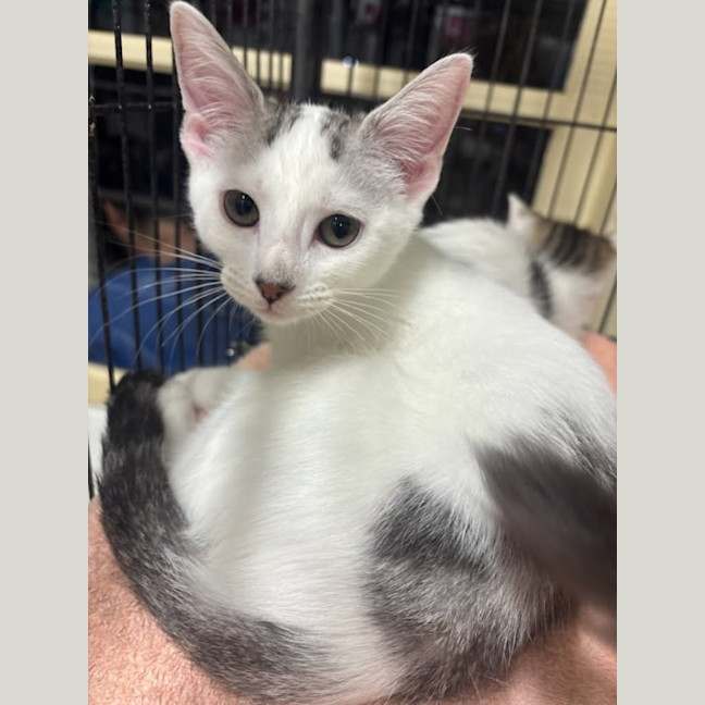 Photo of Milk Bottle