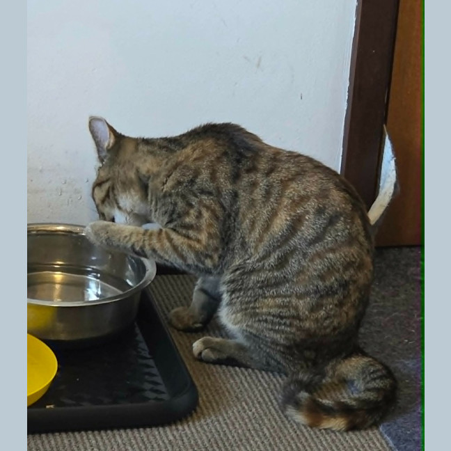 Photo of Cosmo