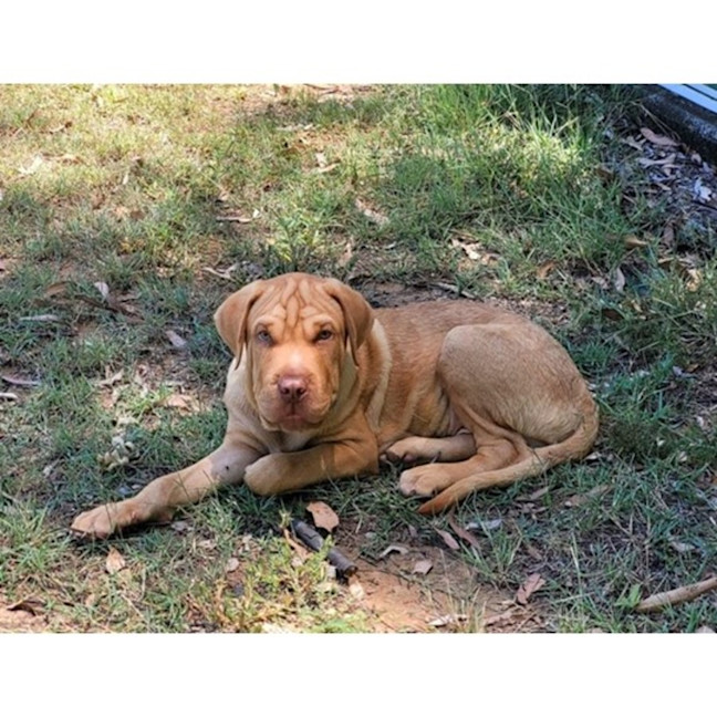 Photo of Hurley *$350 Adoption Fee*