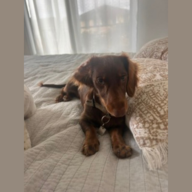 Photo of Paisley & Piper