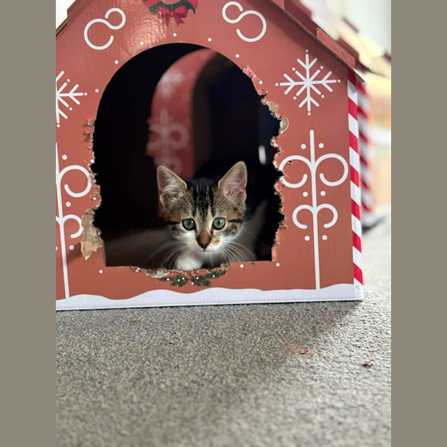 Photo of Missy Meet Me@Petstock Carrum Downs Store