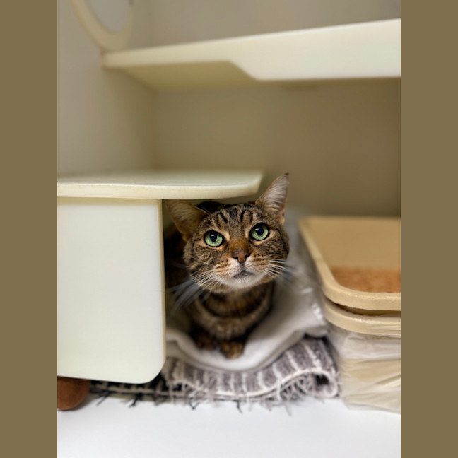 Photo of 🍨 Kitty 6771 🍨