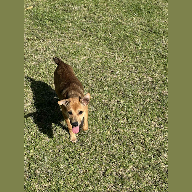 Photo of Crumpet