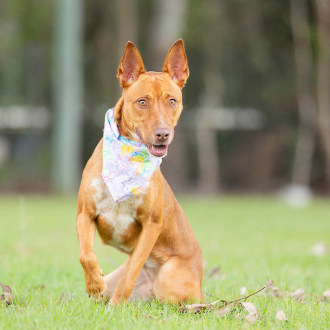 Photo of Nova