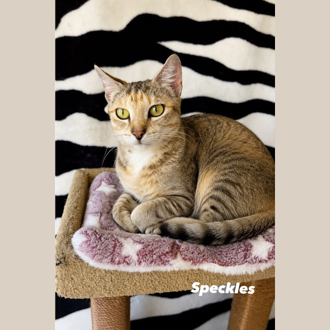 Photo of Speckles