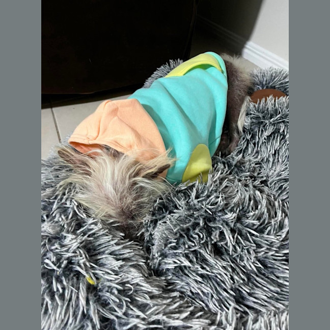 Photo of Frankie