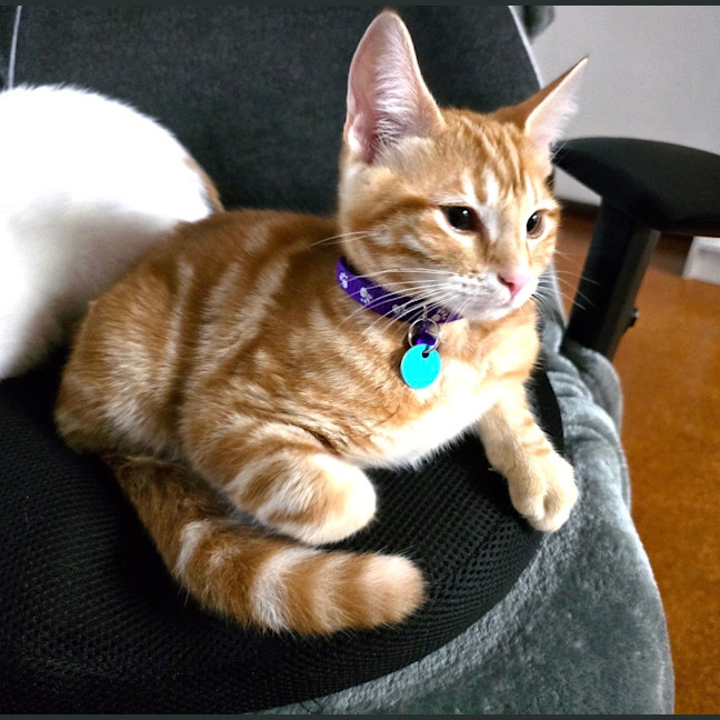 Photo of Thor