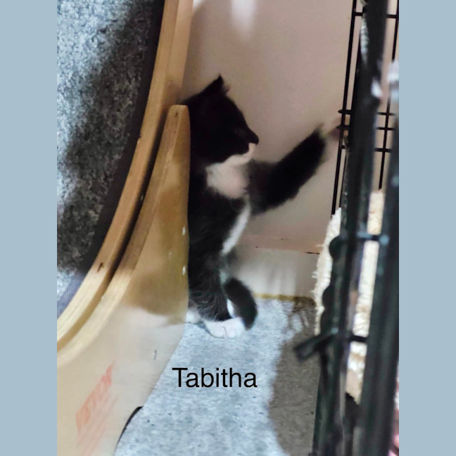 Photo of Tabitha M *9 Lives Project Rescue*