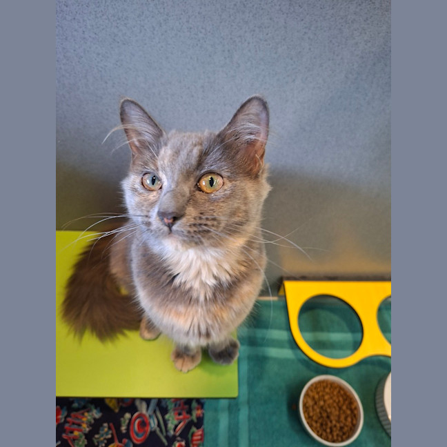 Photo of Petunia