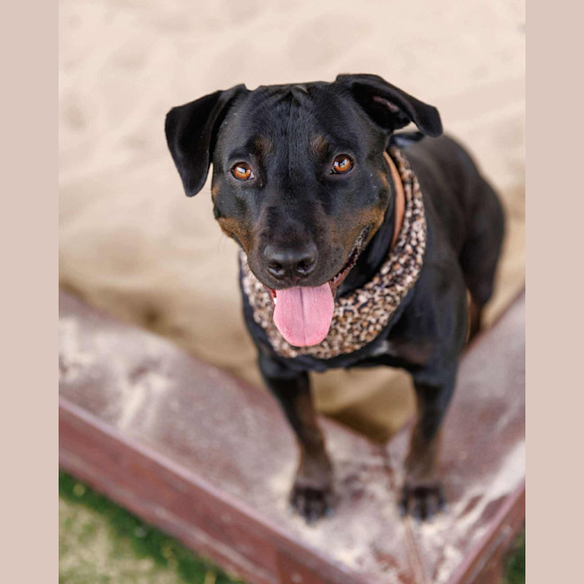 Photo of Macy   2 Year Old Rottweiler X