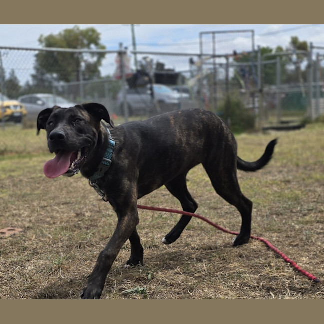 Photo of Bonnie (64828)