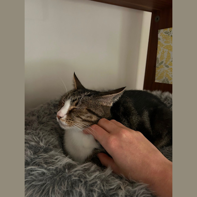 Photo of Winter *9 Lives Project Rescue*