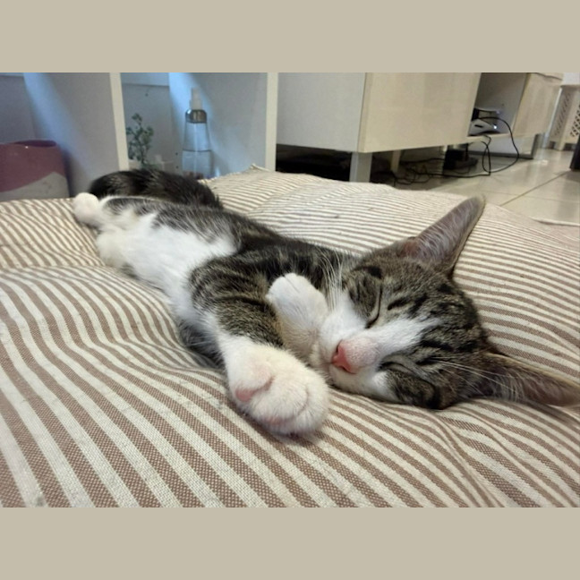 Photo of Gizmo