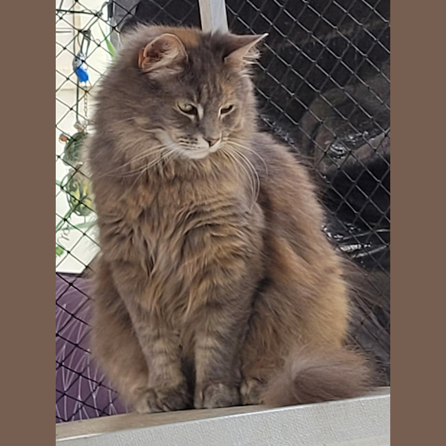 Photo of Bella