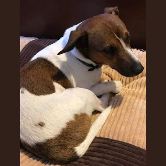 Photo of Bobo