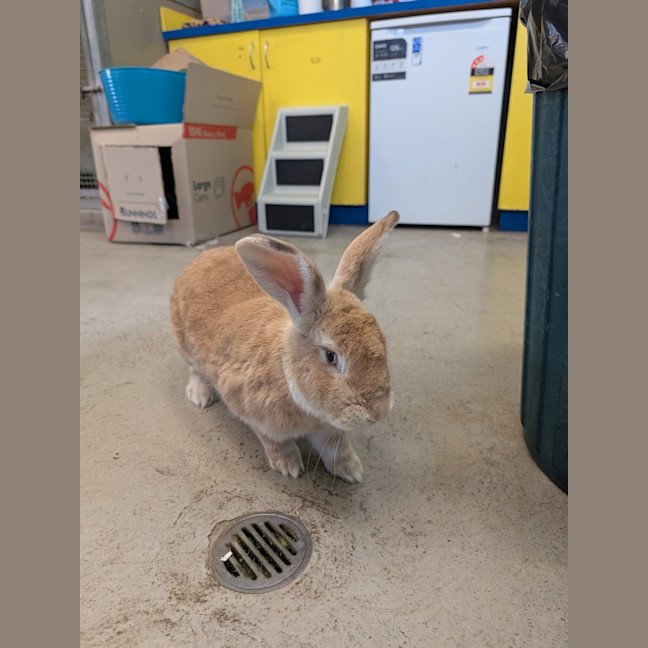 Photo of Caramel
