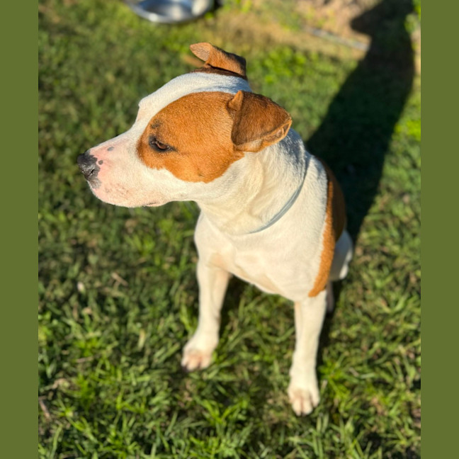 Photo of Goose (8850)