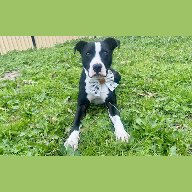 Photo of Jack