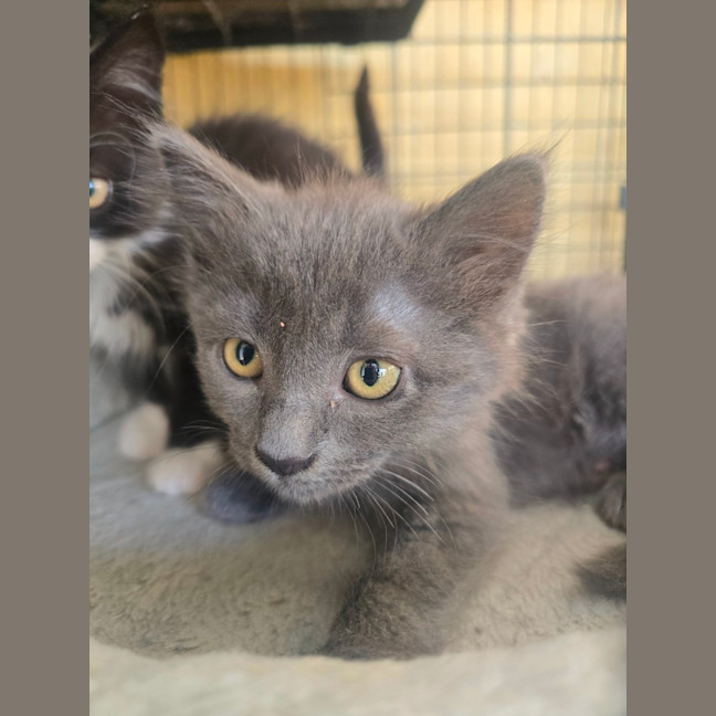 Photo of Pixel