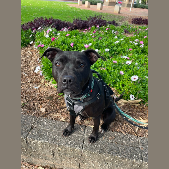 Photo of Tequila