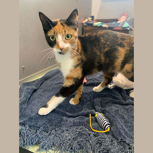 Photo of Sweetpea