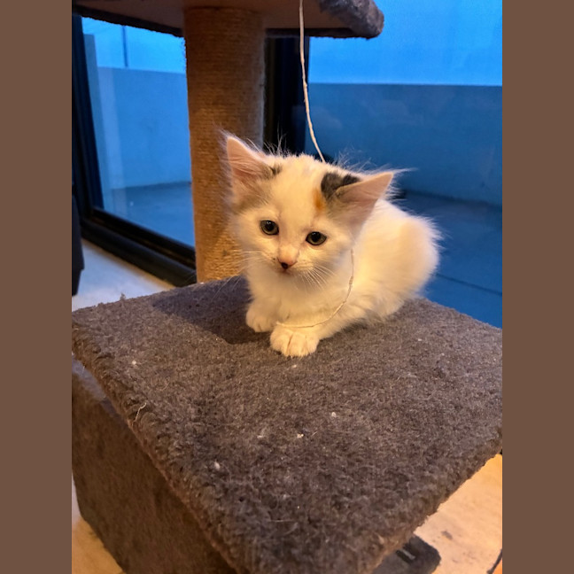 Photo of Clover
