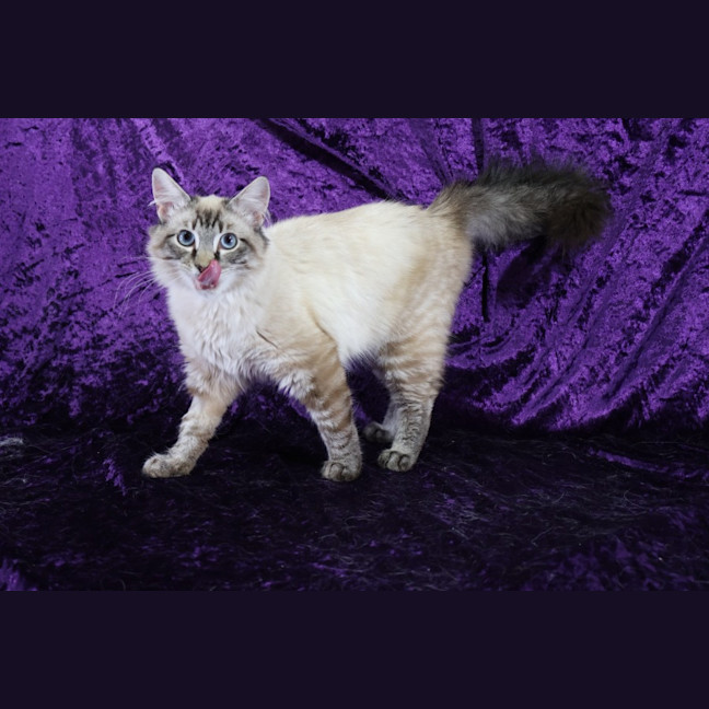 Photo of Cisco