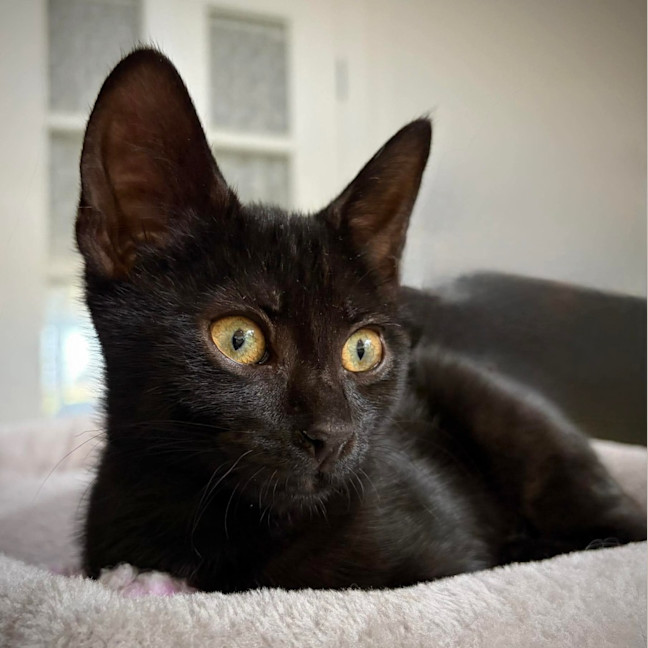 Photo of Cornelius