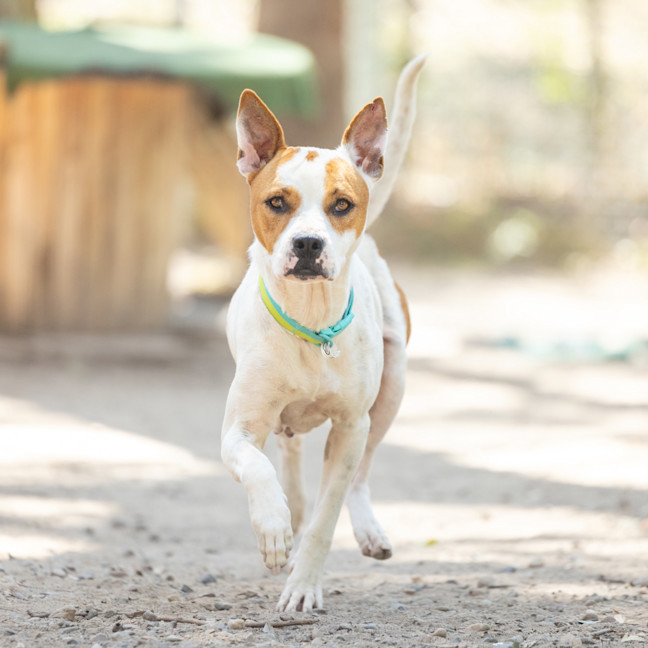 Photo of Nala