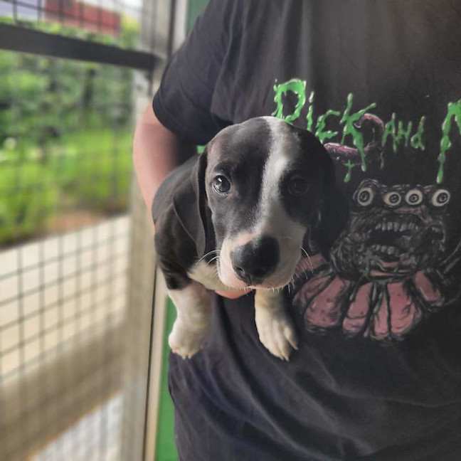 Photo of Oreo