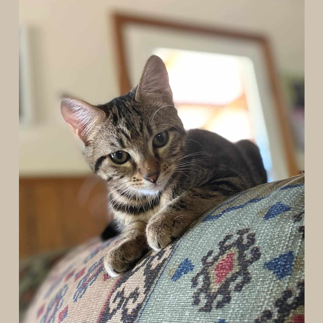 Photo of Spud And Chip