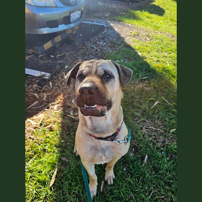 Photo of Gypsy