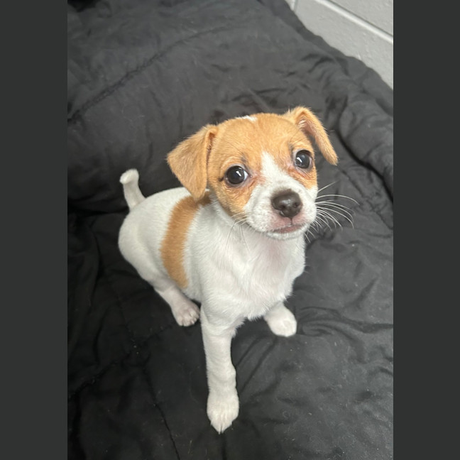 Photo of Tiddlywink
