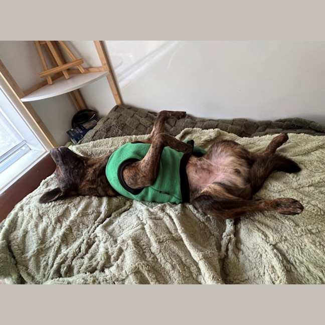 Photo of Horace Silvanus