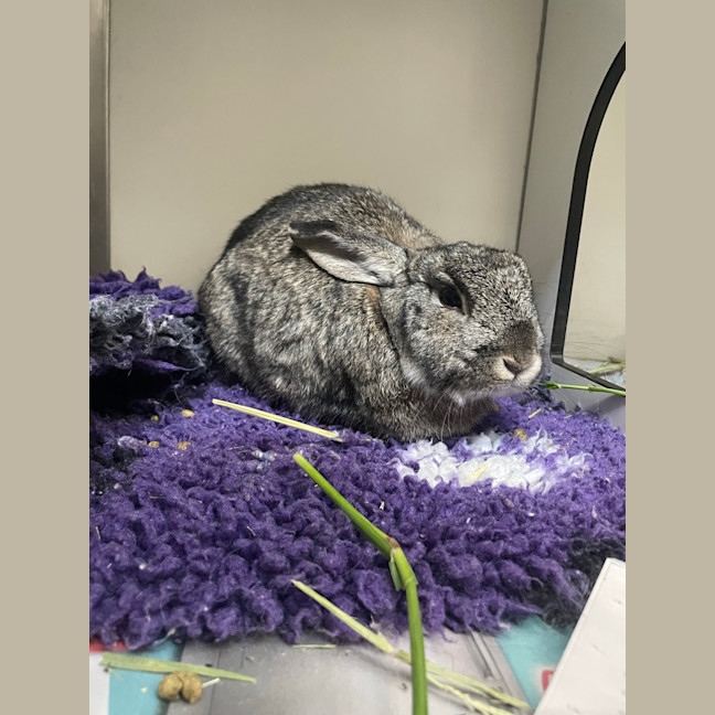 Photo of Penelope