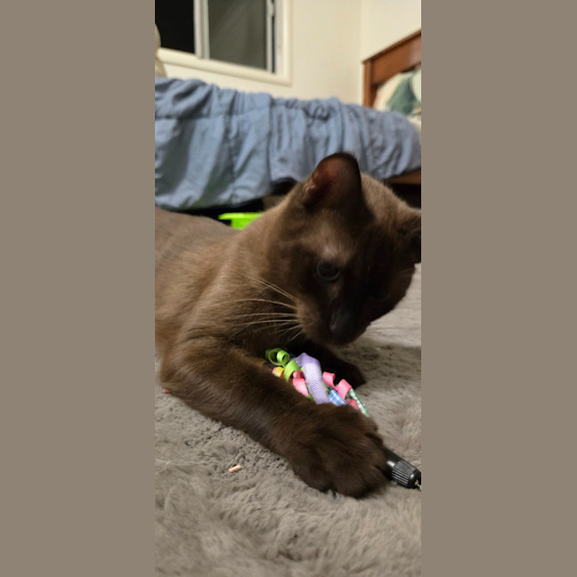 Photo of Shiloh